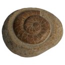 Kleintier, Flusskiesel mit Ammonit, L=30 cm