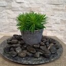 Zierkies Dekosteine schwarz poliert 5 kg, Kieselsteine Garten 2-3 cm